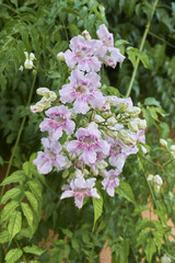 Podranea ricasoliana