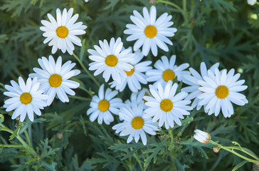 Obraz premium beauty white flowers close up,white daisy flower