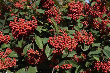 Cotoneaster lacteus close up