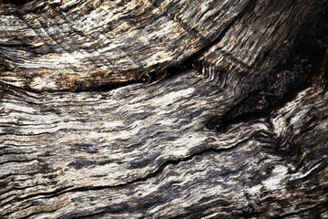 Detail of old wood without bark