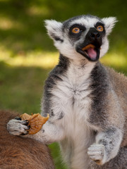 lemur eating