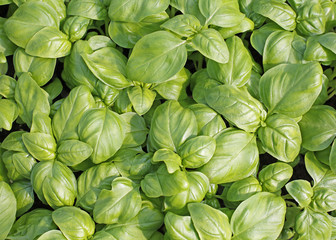 basil is the typical aromatic plant of Mediterranean cuisine