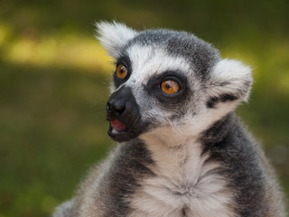 lemur catta funny