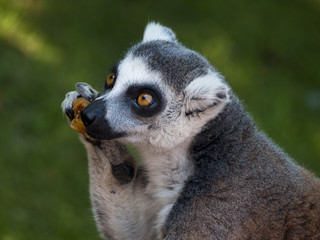 Fototapeta premium lemur catta eating