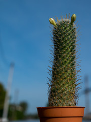 cactus and thorns