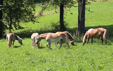 Naklejka na ściany i meble Group of horses in the wild state graze in the meadow in the mou