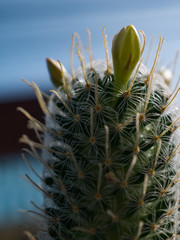 cactus and thorns
