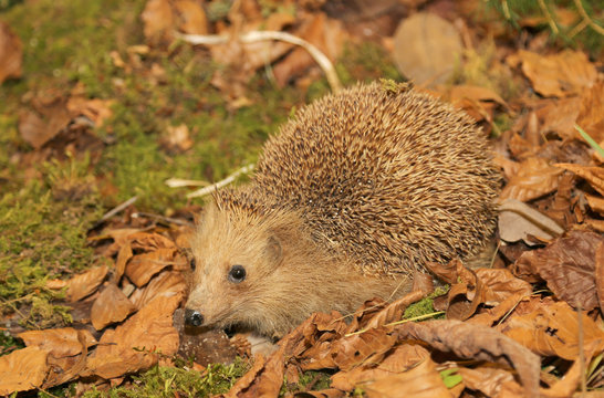 hedgehog with aculei in the undergrowth in autumn