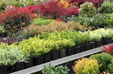 outdoor plants for sale in the greenhouse Florist