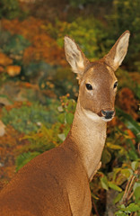 Roebuck with Brown fur in autumn forest