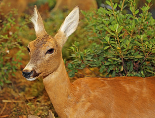 young Roebuck with Brown fur in autumn