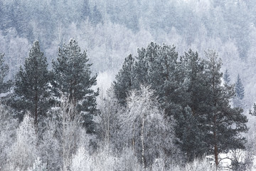 Snow-covered winter russian forest