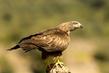 Black kite. Milvus migrans