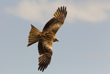 Red Kite, Milvus milvus