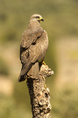 Black kite. Milvus migrans