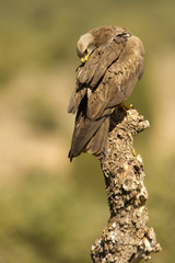 Black kite. Milvus migrans