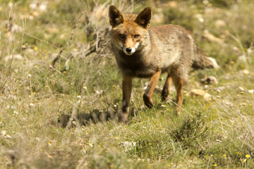 Obraz premium Red Fox, Vulpes vulpes