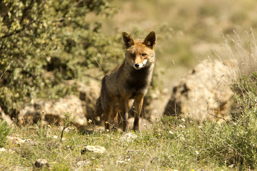 Red Fox, Vulpes vulpes
