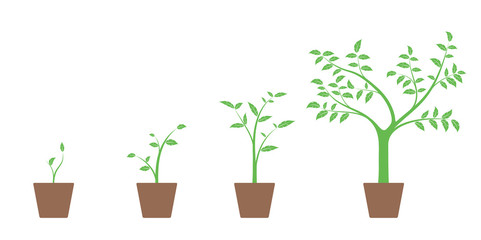 Realistic set of vector illustrations of growth phases of green plant and tree in pot, isolated on white background