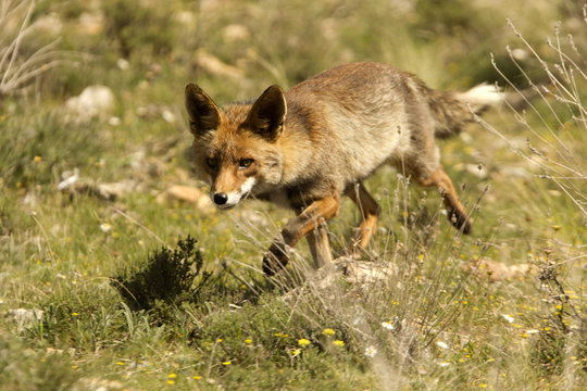 Red Fox, Vulpes vulpes