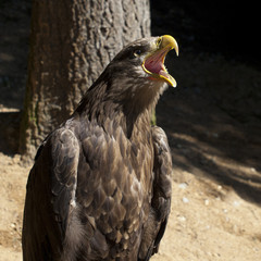 eagle screaming