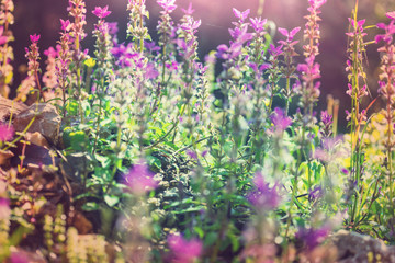 Obraz premium Flowers