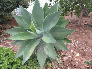 Agave succulent plant