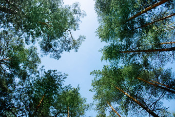 Fototapeta premium Upper branches of green pine trees at the forest near baltic coast, St. Petersburg, Russia.