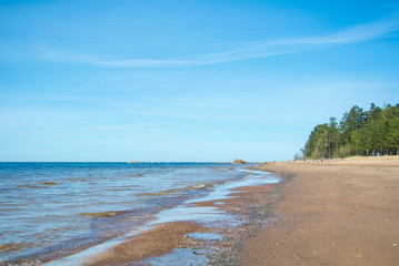 Baltic sea coast and pine forest on summer sunny day near St. Petersburg, Russia.