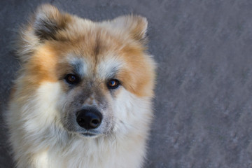 Akita Dog or Akita Inu, Japanese Akita Outdoor. Close Up Portrait. Dog