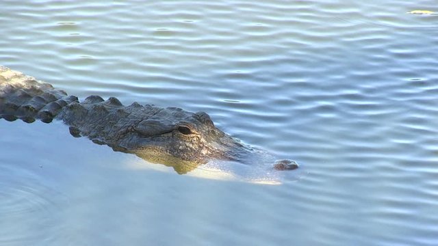 Wide and close shots of alligators in Florida - 2