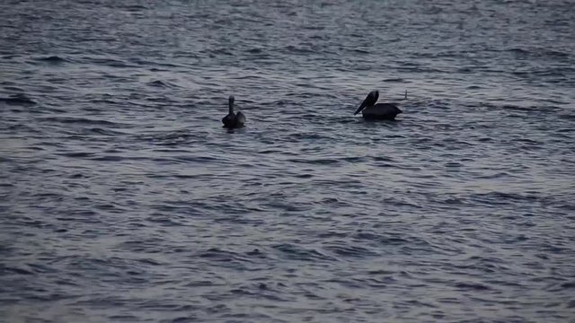 Views of Cape Canaveral, sea side, dolphins and pelicans in the water, florida