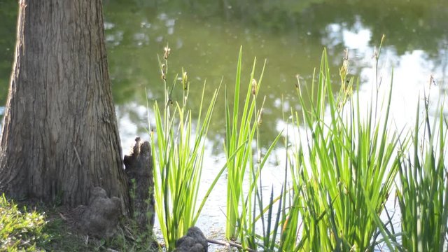 Florida Nature, the pond in the park on a sunny day - 1