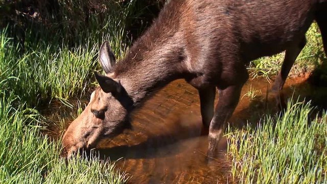 Wild animal life: Moose in Grand Teton National Park, USA - 6