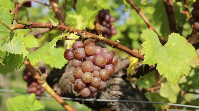 Vineyard with grape ridges at the fall time, Austria - 2