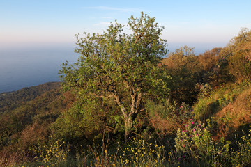 Côte varoise, massif de la colle noire