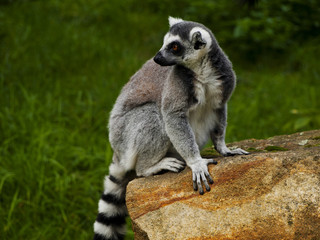 tailed lemur
