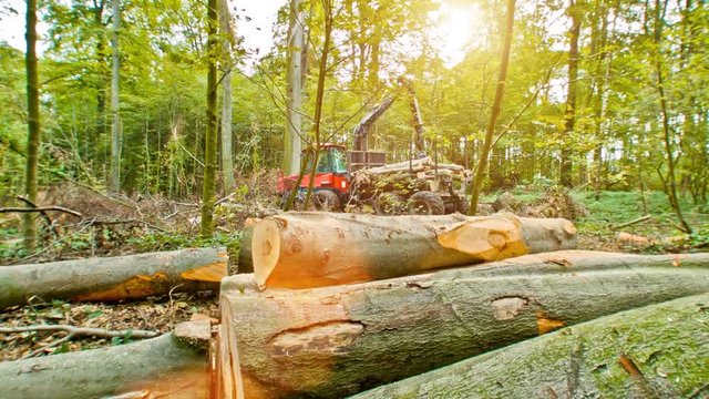 A Logging Timber Company Picking Up The Tree Trucks That They Previously Cut Down From A Forest 