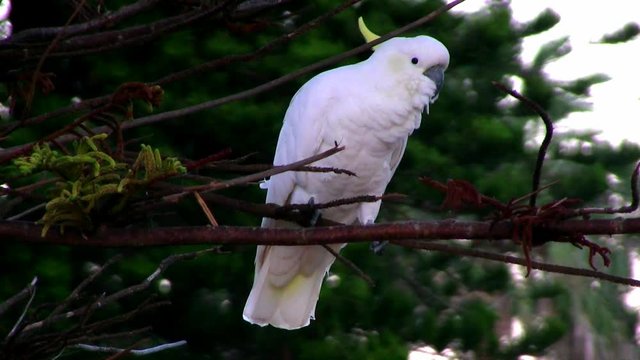 Cockatoos feeding by the side of the road in Australia - 7