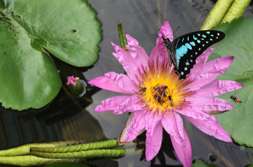 Violet Lotus or purple water lily with bee pollen and butterfly