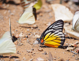butterfly on the ground