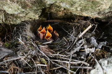 Nid de bergeronnette