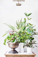 Various containers with green tropical Indoor house plant  arranged  on table at white wall background : Leaf begonia, bamboo, palm and Pilea. Home interior, decor and cardening