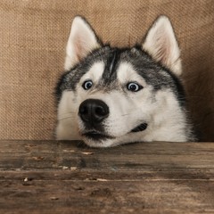 Husky sibérien portrait