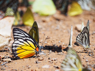 butterfly on the ground.