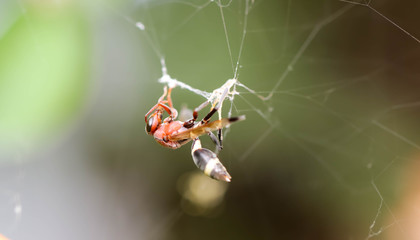 Close up of Single red wasp in the cobweb