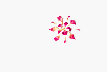 Dried rose petals isolated on white