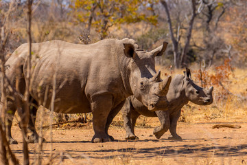 Fototapeta premium white rhino in the sun