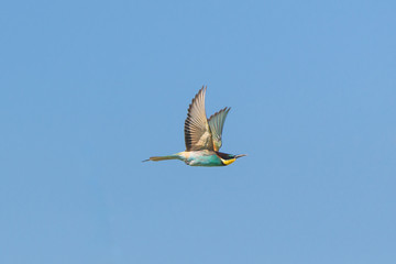 European Roller, Coracias garrulus, colorful bird