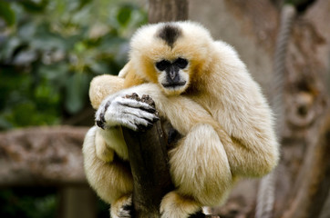 white cheeked gibbon